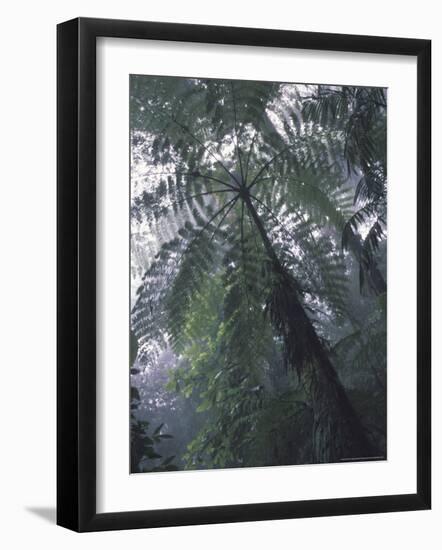 Monteverde Cloud Forest, Costa Rica-Michele Westmorland-Framed Photographic Print