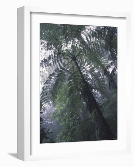 Monteverde Cloud Forest, Costa Rica-Michele Westmorland-Framed Photographic Print