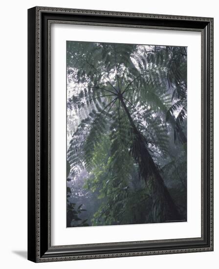 Monteverde Cloud Forest, Costa Rica-Michele Westmorland-Framed Photographic Print