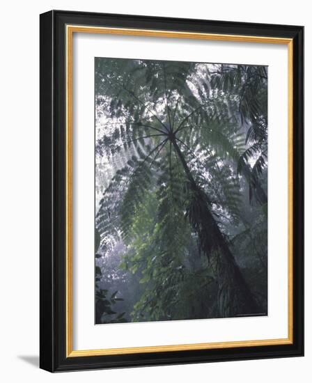 Monteverde Cloud Forest, Costa Rica-Michele Westmorland-Framed Photographic Print