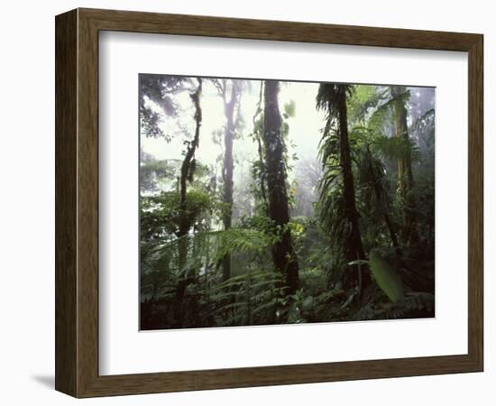 Monteverde Cloud Forest, Costa Rica-Stuart Westmoreland-Framed Photographic Print