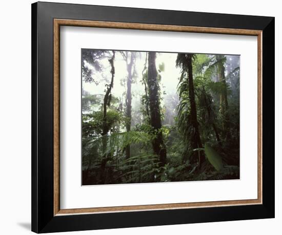 Monteverde Cloud Forest, Costa Rica-Stuart Westmoreland-Framed Photographic Print