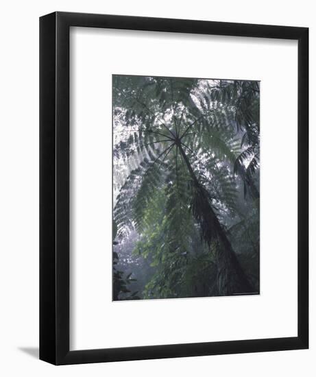 Monteverde Cloud Forest, Costa Rica-Michele Westmorland-Framed Photographic Print