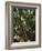 Monteverde Cloud Forest Reserve, Monteverde, Costa Rica, Central America-R H Productions-Framed Photographic Print