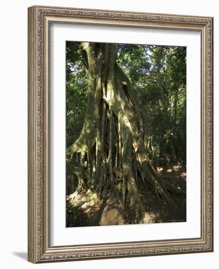 Monteverde Cloud Forest Reserve, Monteverde, Costa Rica, Central America-R H Productions-Framed Photographic Print