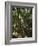 Monteverde Cloud Forest Reserve, Monteverde, Costa Rica, Central America-R H Productions-Framed Photographic Print