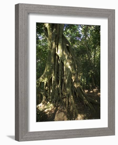 Monteverde Cloud Forest Reserve, Monteverde, Costa Rica, Central America-R H Productions-Framed Photographic Print