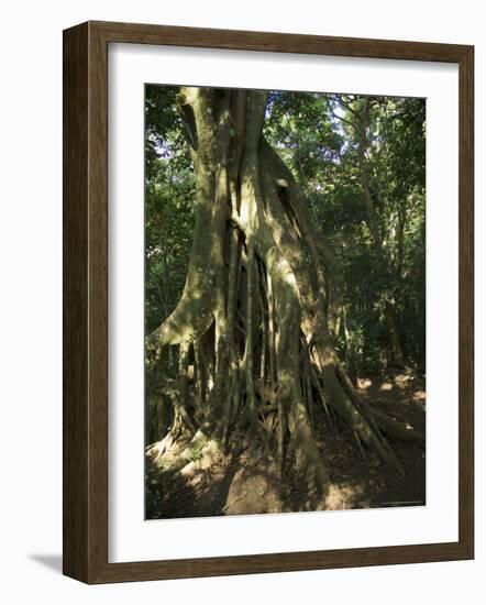 Monteverde Cloud Forest Reserve, Monteverde, Costa Rica, Central America-R H Productions-Framed Photographic Print