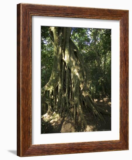 Monteverde Cloud Forest Reserve, Monteverde, Costa Rica, Central America-R H Productions-Framed Photographic Print