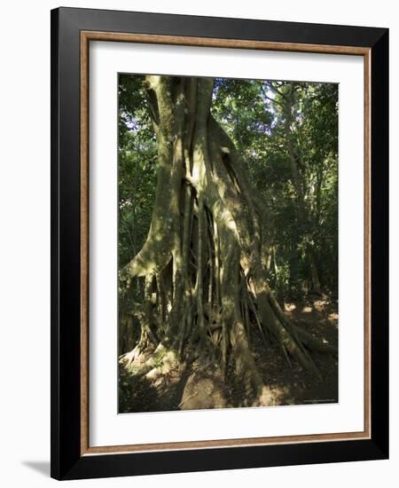 Monteverde Cloud Forest Reserve, Monteverde, Costa Rica, Central America-R H Productions-Framed Photographic Print