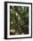 Monteverde Cloud Forest Reserve, Monteverde, Costa Rica, Central America-R H Productions-Framed Photographic Print