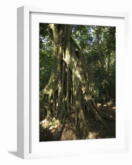 Monteverde Cloud Forest Reserve, Monteverde, Costa Rica, Central America-R H Productions-Framed Photographic Print