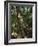Monteverde Cloud Forest Reserve, Monteverde, Costa Rica, Central America-R H Productions-Framed Photographic Print