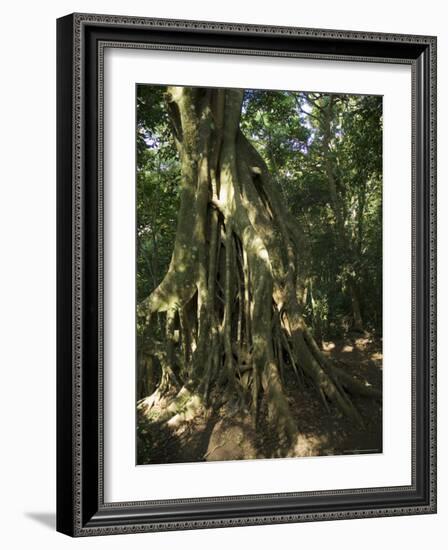 Monteverde Cloud Forest Reserve, Monteverde, Costa Rica, Central America-R H Productions-Framed Photographic Print