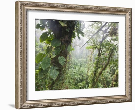 Monteverde Cloud Forest Reserve, Selvatura Adventure Park, Costa Rica-Jim Goldstein-Framed Photographic Print