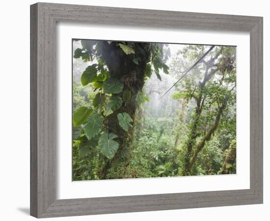 Monteverde Cloud Forest Reserve, Selvatura Adventure Park, Costa Rica-Jim Goldstein-Framed Photographic Print