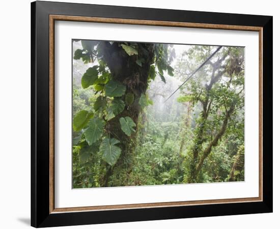 Monteverde Cloud Forest Reserve, Selvatura Adventure Park, Costa Rica-Jim Goldstein-Framed Photographic Print