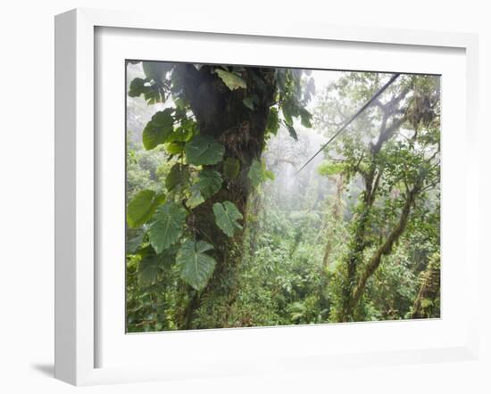 Monteverde Cloud Forest Reserve, Selvatura Adventure Park, Costa Rica-Jim Goldstein-Framed Photographic Print