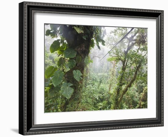 Monteverde Cloud Forest Reserve, Selvatura Adventure Park, Costa Rica-Jim Goldstein-Framed Photographic Print