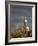 Montevideo, Punta Brava Lighthouse, Morning, Uruguay-Walter Bibikow-Framed Photographic Print