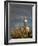 Montevideo, Punta Brava Lighthouse, Morning, Uruguay-Walter Bibikow-Framed Photographic Print