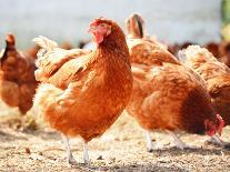 Chickens on Traditional Free Range Poultry Farm-monticello-Photographic Print