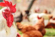 Chickens on Traditional Free Range Poultry Farm-monticello-Photographic Print