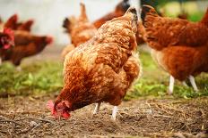 Chickens on Traditional Free Range Poultry Farm-monticello-Photographic Print