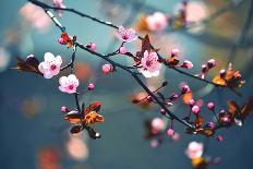 Sakura Flowers-Montypeter-Photographic Print