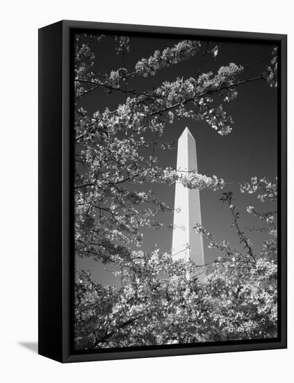 Monument with Cherry Blossom in Foreground, Washington DC, USA-Scott T. Smith-Framed Premier Image Canvas