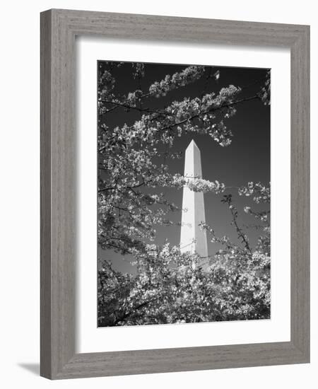 Monument with Cherry Blossom in Foreground, Washington DC, USA-Scott T. Smith-Framed Photographic Print