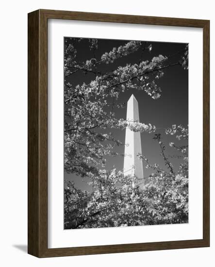 Monument with Cherry Blossom in Foreground, Washington DC, USA-Scott T. Smith-Framed Photographic Print