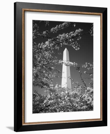 Monument with Cherry Blossom in Foreground, Washington DC, USA-Scott T. Smith-Framed Photographic Print