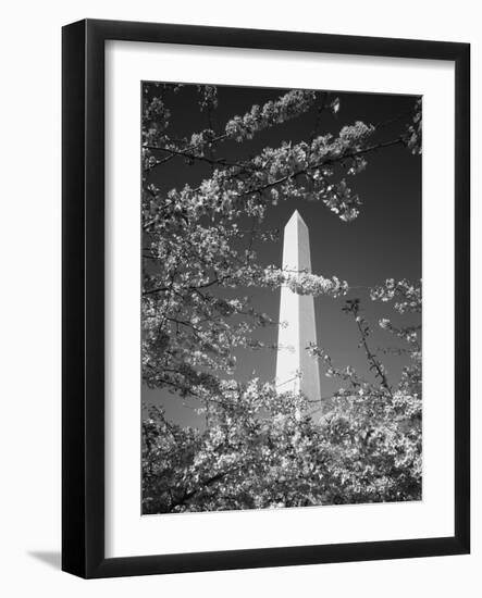 Monument with Cherry Blossom in Foreground, Washington DC, USA-Scott T. Smith-Framed Photographic Print