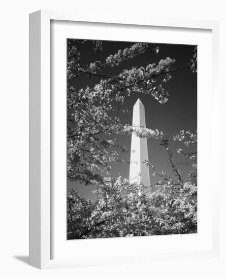 Monument with Cherry Blossom in Foreground, Washington DC, USA-Scott T. Smith-Framed Photographic Print