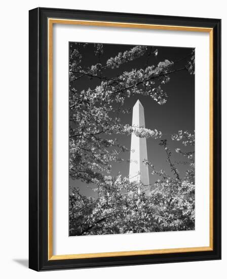 Monument with Cherry Blossom in Foreground, Washington DC, USA-Scott T. Smith-Framed Photographic Print