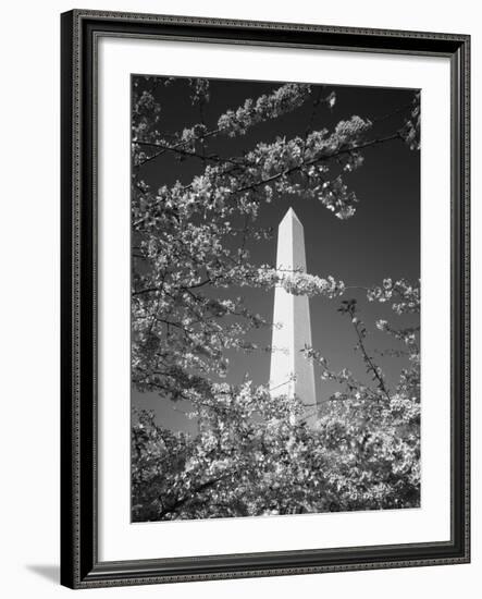 Monument with Cherry Blossom in Foreground, Washington DC, USA-Scott T. Smith-Framed Photographic Print