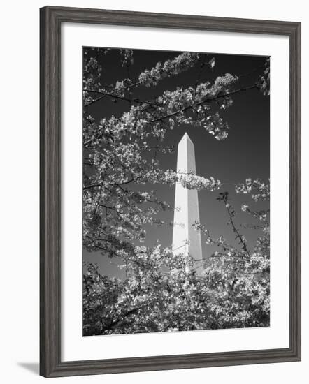 Monument with Cherry Blossom in Foreground, Washington DC, USA-Scott T. Smith-Framed Photographic Print