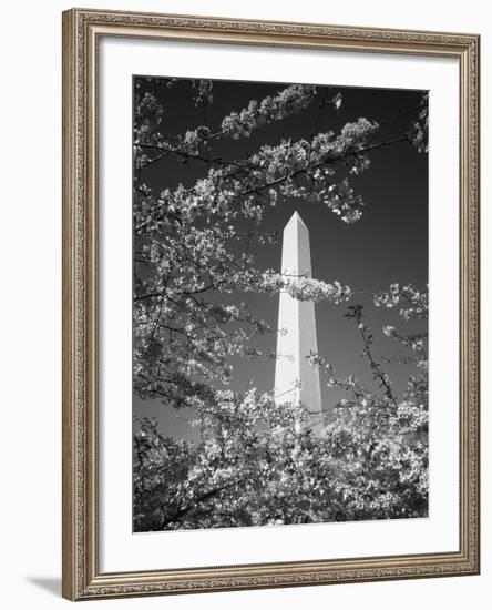 Monument with Cherry Blossom in Foreground, Washington DC, USA-Scott T. Smith-Framed Photographic Print