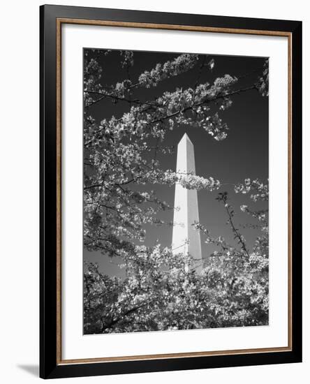 Monument with Cherry Blossom in Foreground, Washington DC, USA-Scott T. Smith-Framed Photographic Print