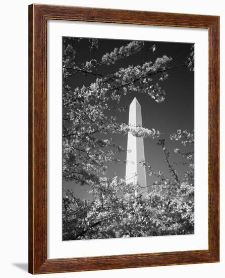 Monument with Cherry Blossom in Foreground, Washington DC, USA-Scott T. Smith-Framed Photographic Print