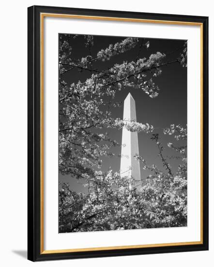 Monument with Cherry Blossom in Foreground, Washington DC, USA-Scott T. Smith-Framed Photographic Print