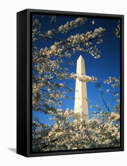 Monument with Cherry Blossom in Foreground, Washington DC, USA-Scott T. Smith-Framed Premier Image Canvas