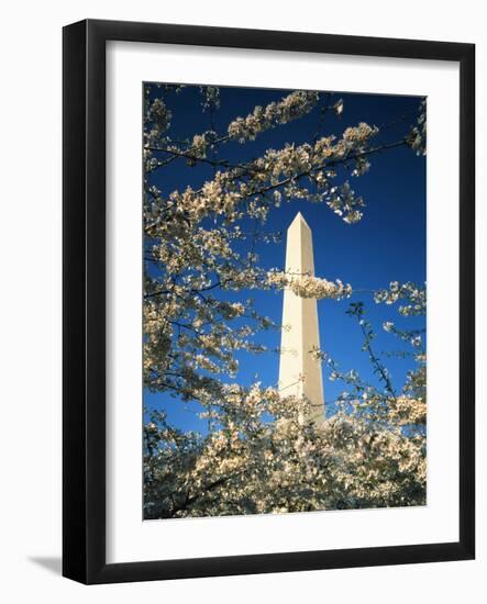 Monument with Cherry Blossom in Foreground, Washington DC, USA-Scott T. Smith-Framed Photographic Print