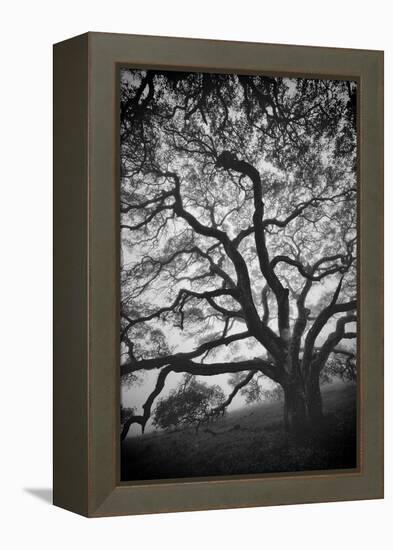 Mood Tree, Oak in Winter in Black and White, Sonoma Country, North California-Vincent James-Framed Premier Image Canvas