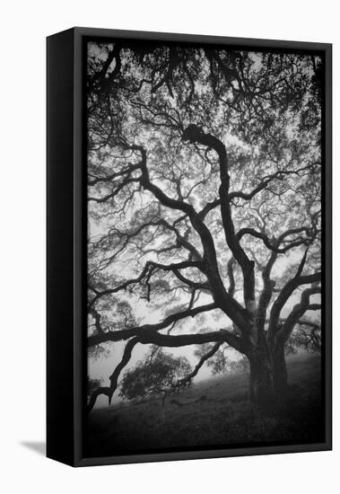 Mood Tree, Oak in Winter in Black and White, Sonoma Country, North California-Vincent James-Framed Premier Image Canvas