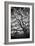 Mood Tree, Oak in Winter in Black and White, Sonoma Country, North California-Vincent James-Framed Photographic Print