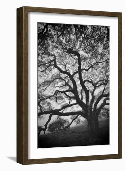 Mood Tree, Oak in Winter in Black and White, Sonoma Country, North California-Vincent James-Framed Photographic Print