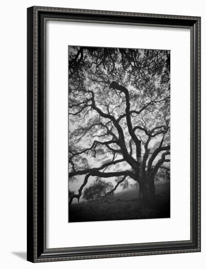 Mood Tree, Oak in Winter in Black and White, Sonoma Country, North California-Vincent James-Framed Photographic Print