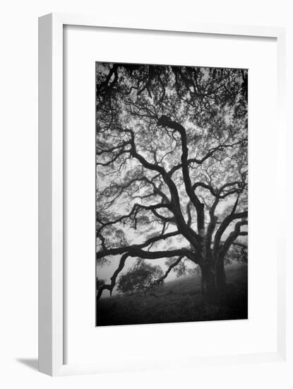 Mood Tree, Oak in Winter in Black and White, Sonoma Country, North California-Vincent James-Framed Photographic Print